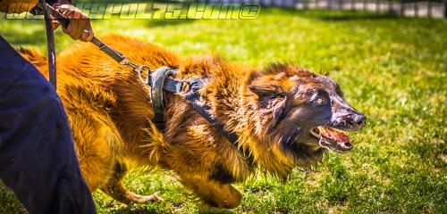 Patrol-finStage24-small-29062018-