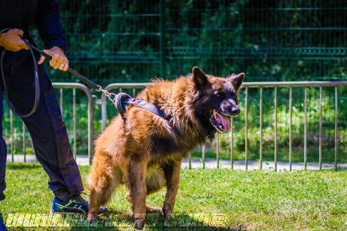 Patrol-finStage25-small-29062018-