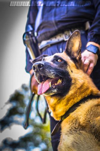 Patrol-finStage29-small-29062018-