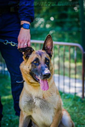 Patrol-finStage32-small-29062018-