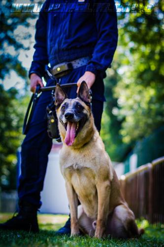 Patrol-finStage38-small-29062018-