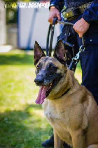 Patrol-finStage39-small-29062018-