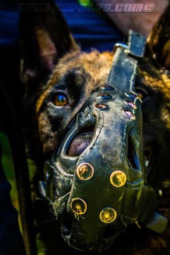 Patrol-finStage4-small-29062018-