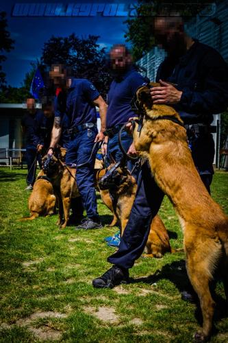 Patrol-finStage7-small-29062018-