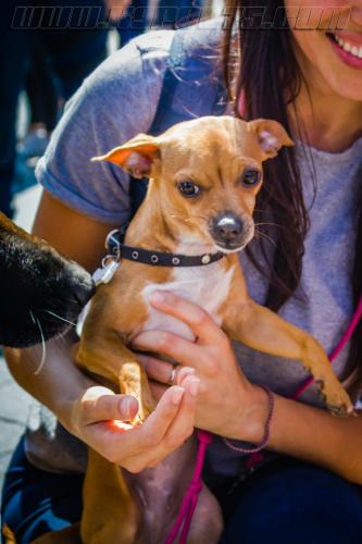 Pote-Iznol1-small-05052018-