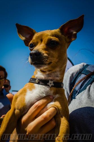 Pote-Iznol3-small-05052018-