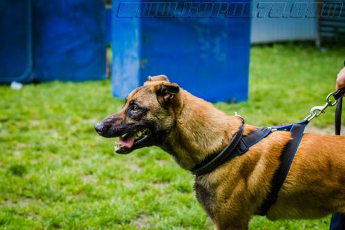 Stagepatrol14-small-30052018-