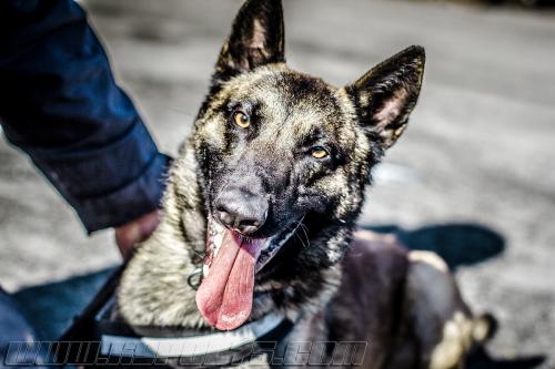 Tairon1-small-14032018-