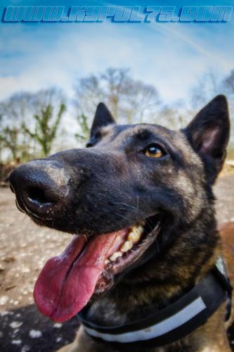 Tairon2-Small-06032018-