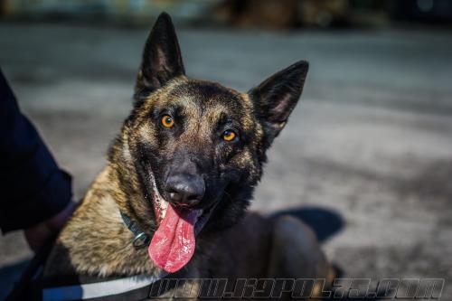 Tairon2-small-14032018-