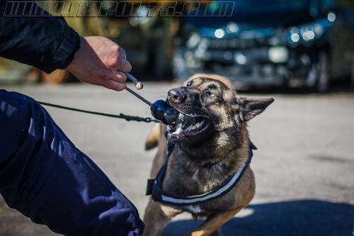 Tairon4-small-14032018-