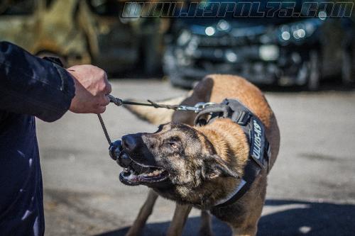 Tairon5-small-14032018-