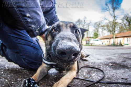 Tairon6-Small-06032018-