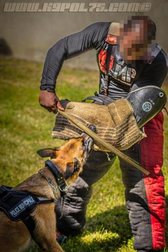 k9MP2-small-22062018-