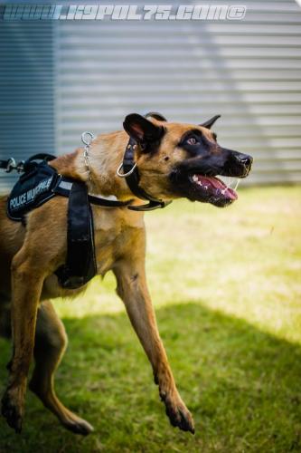 k9MP4-small-22062018-