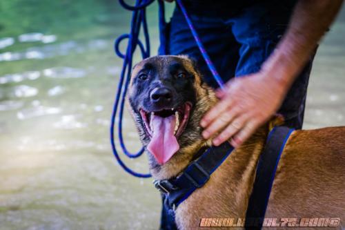 k9patrol1-06082018-