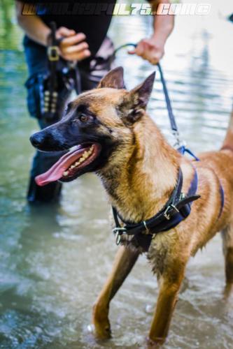 k9patrol2-06082018-