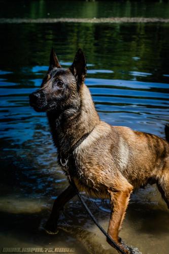 Alpha4-22072019-