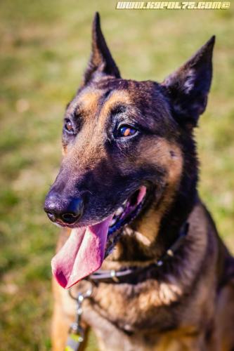 Iago3-25022019-