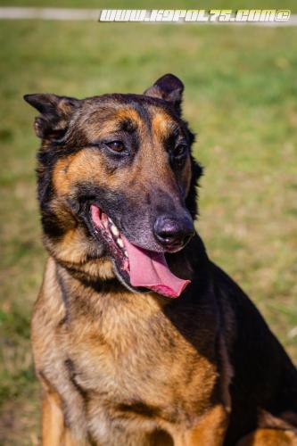 Iago5-25022019-