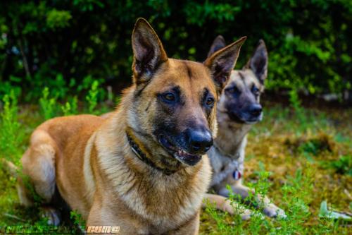 IllexetGaya1-24052019-