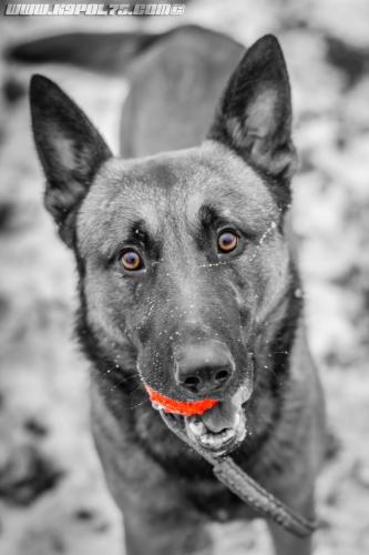 Niglo1-23012019-