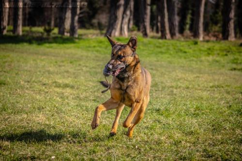 Niglo3-14022019-