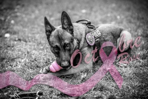 OctobreRose-k9pol75-