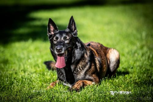 20240914-Nala2