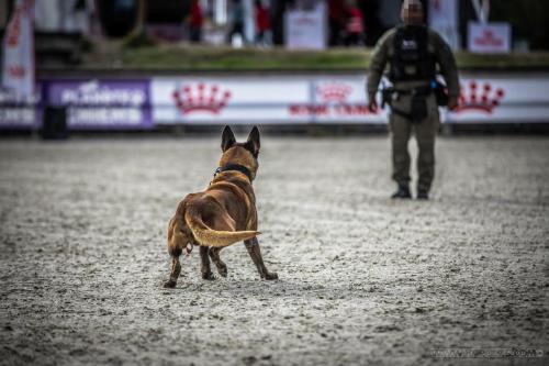 20240929-Planetechien-k9mp015-impact