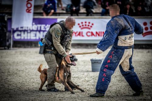 20240929-Planetechien-k9mp03-impact