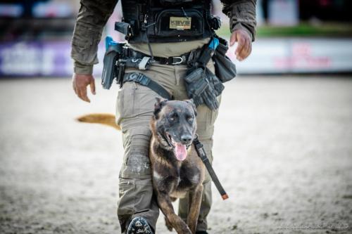 20240929-Planetechien-k9mp11-impact