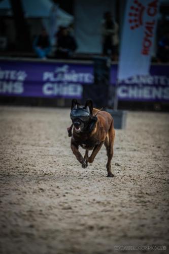 20240929-Planetechien-k9mp6-impact