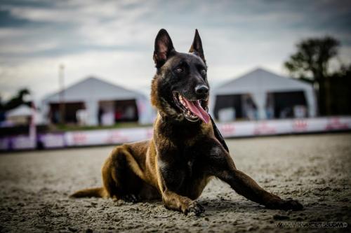 20240929-Planetechien-k9mp9-impact