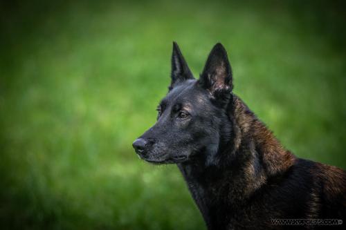 20241031-Nala1