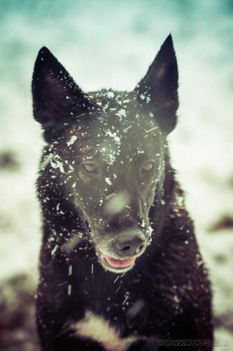 20241121-Nala2