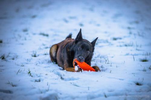 20241122-Nala2