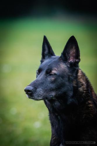 20241212-Nala3