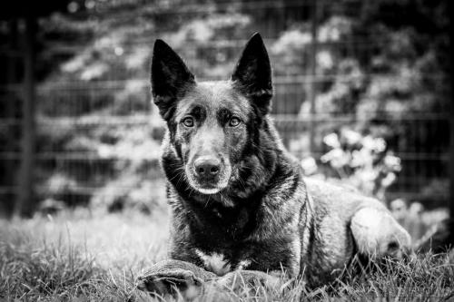 24avril2024Nala1