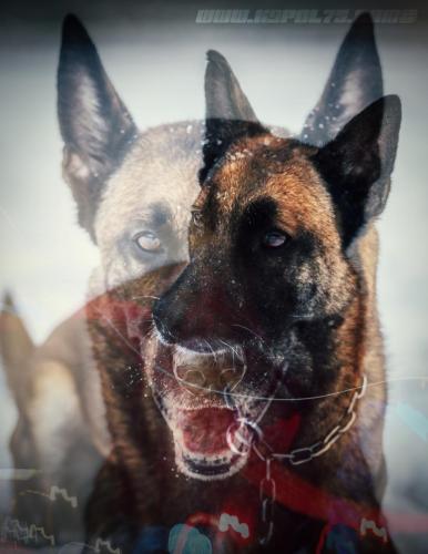 k9pol75-art-SkyTchika