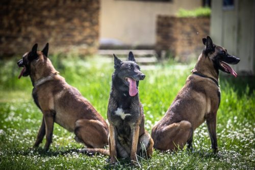 20250502-Nala-Ragnar-Pandora3