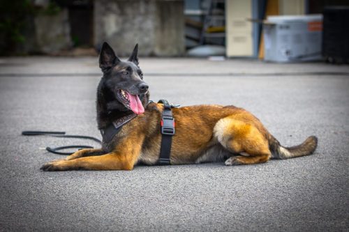 20250517-DemoENPP18Nala