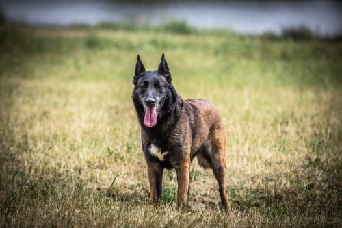 20250606-Nala5