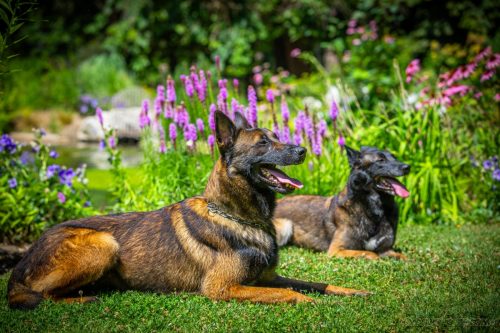 20250710-Hulk-Pandora1