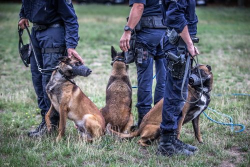 20250723-Volt-Urkan-Ragnar2