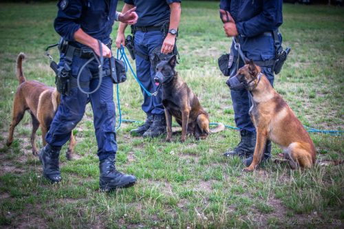 20250723-Volt-Urkan-Ragnar3