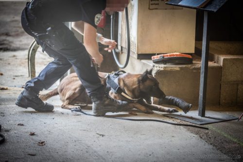 20250814-Ragnar14-k9pol75