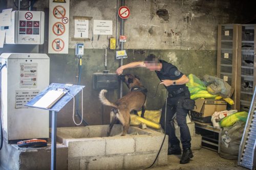 20250814-Ragnar15-k9pol75