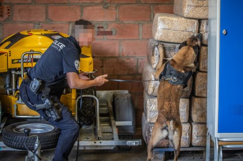 20250814-Ragnar16-k9pol75