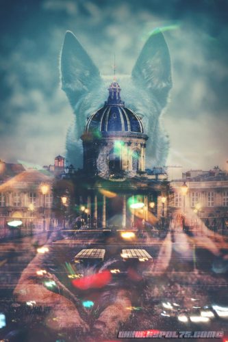 20251020-Nala-Artk9pol75-